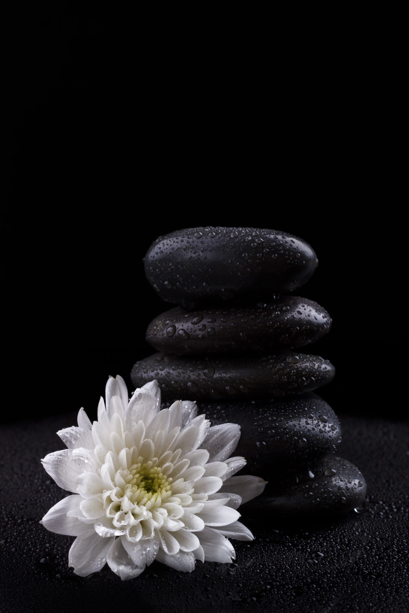 zen basalt stones zen basalt stones and white chrysanthemum on black background